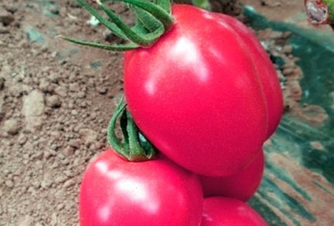 Tomatenbüsche Pink Pioneer