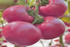 Beschreibung und Eigenschaften der Tomatensorte Pink Samson F1, deren Ertrag