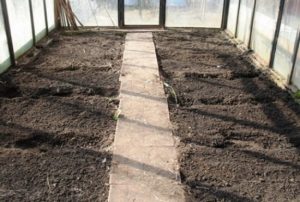 How to prepare the soil in a greenhouse for tomatoes in spring