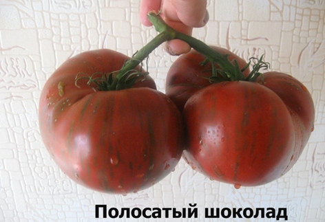 tomatafgrøde stribet chokolade