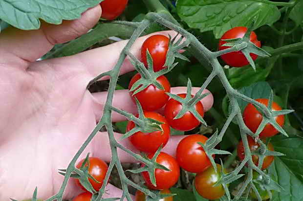 tomates cerises à la main
