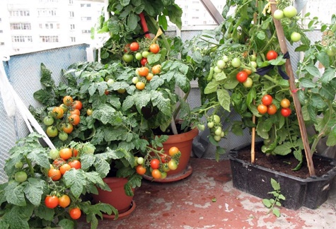 الطماطم على الشرفة