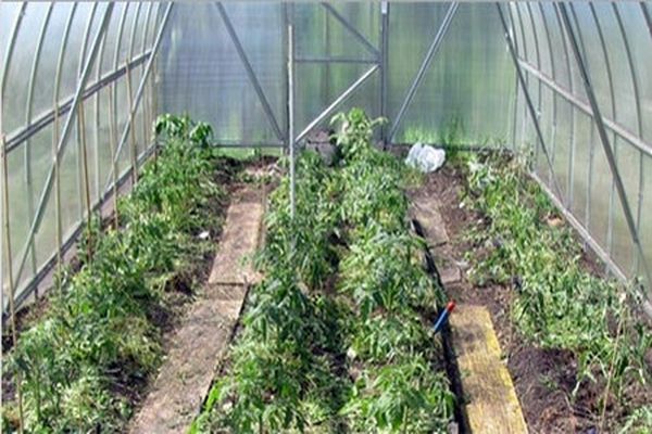 paglalagay sa isang greenhouse