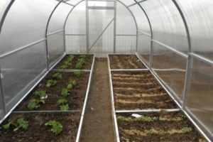 Reglas básicas para plantar tomates en un invernadero 3x6.