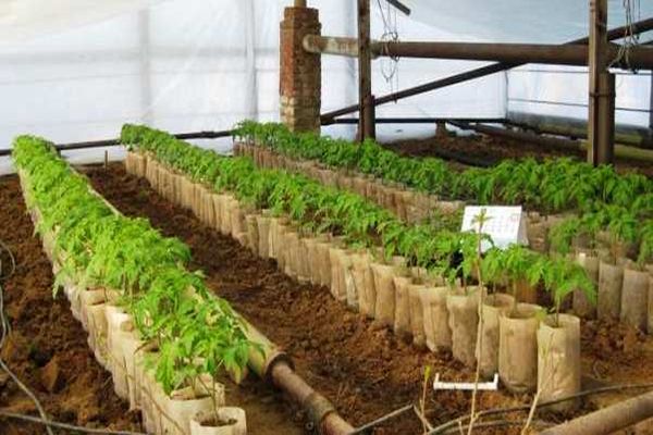 pěstování skleníků