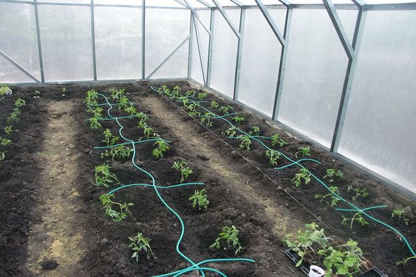 výsadba ve skleníku