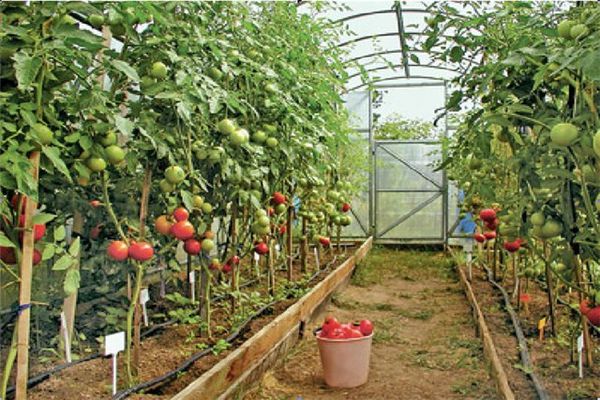  tomatoes in the greenhouse