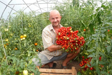 Opis i cechy odmiany pomidora Geranium Kiss, jej plon