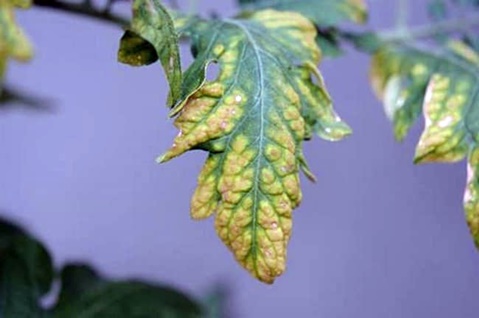 yellow leaf of tomato seedlings