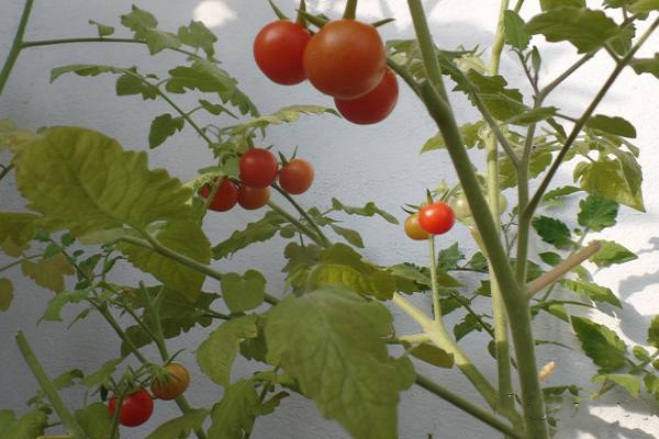 tlačidlo paradajky