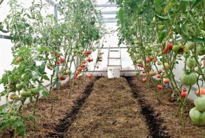 Πώς και ποιος είναι ο σωστός τρόπος να μαζέψετε τις ντομάτες σε ένα θερμοκήπιο και σε ανοιχτό χωράφι