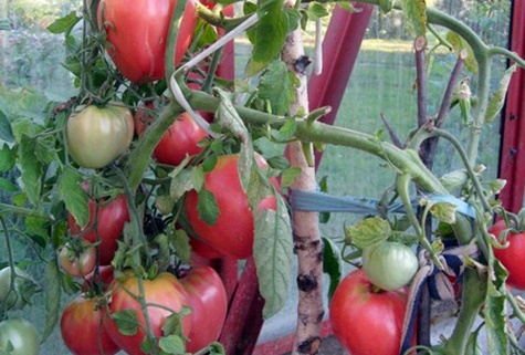 arbustos de tomate orgullo de la abuela en el jardín