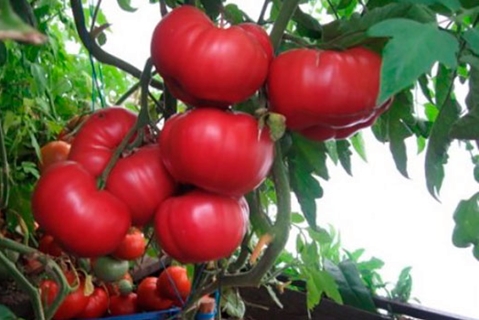 Tomatenbüsche Rosa Honig