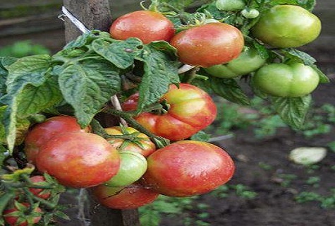 zviazané paradajky