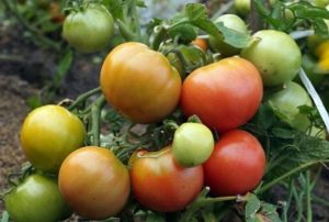 Egenskaber og beskrivelse af tomatsorten Wind Rose