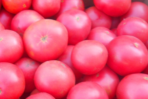 paradajková plodina obľúbená