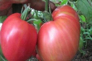 Charakteristika a opis odrody paradajok Ružový spam
