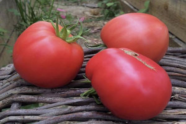 høst af tomat