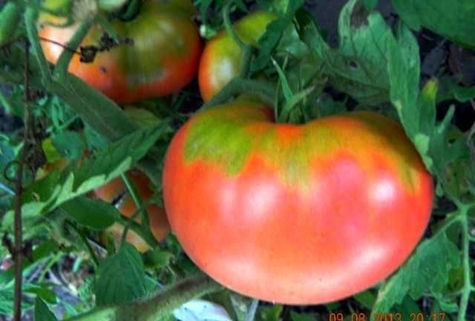 pomidorų krūmai rausvi skruostai