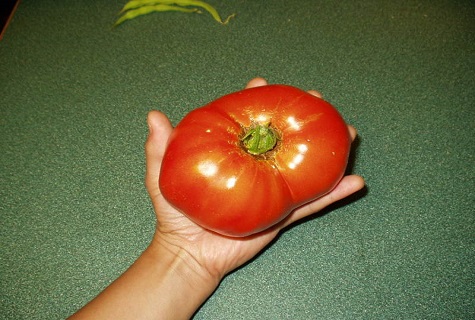 liels tomāts