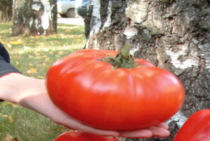 Descripción y características de la variedad de tomate tamaño ruso.