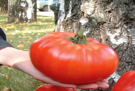 pomidor na tle brzozy