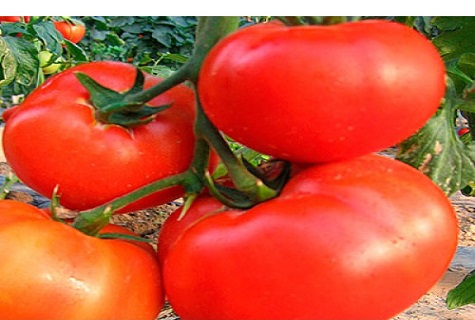 zaļumi uztur tomātus