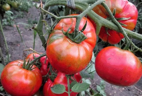 tomatensuiker