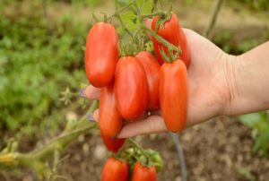 San Marzano domates çeşidinin tanımı ve özellikleri