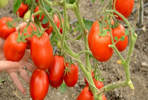 italienische Tomate