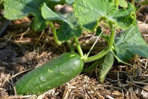 Ako správne používať dusíkaté hnojivo pre uhorky