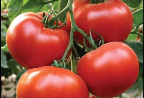 tomatsort Alamin F1