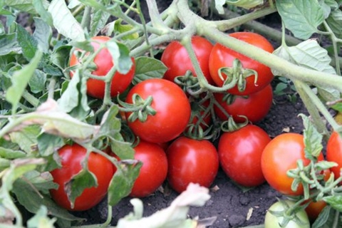 tomato bushes Countryman