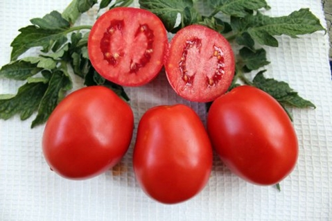 pomidorų Countryman išvaizda
