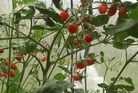 sanggol sa greenhouse