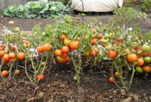 Šiaurinių kūdikių pomidorų veislės aprašymas ir savybės