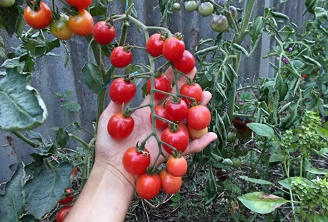 Tomato Naughty in the garden