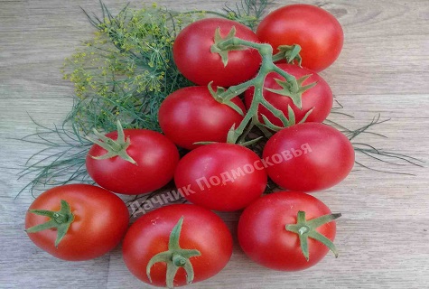 trwały pomidor