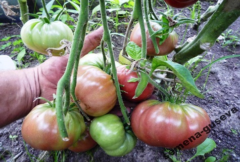 tomates híbridos