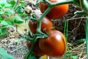 Beskrivelse og egenskaber ved tomatsorten Chokolade mirakel