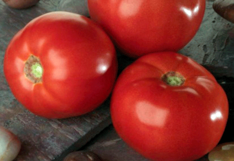 pomidor 100 procent f1 na stole