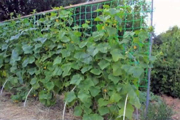 open field cucumber net