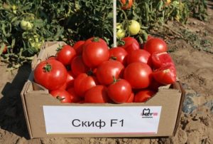 Eigenschaften und Beschreibung der skythischen Tomatensorte