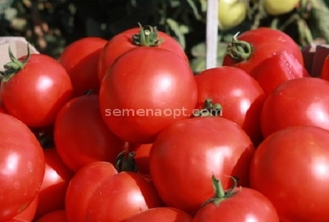 een bosje tomaten