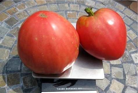 Saldāko tomātu šķirņu izvēle atklātā zemē un siltumnīcās
