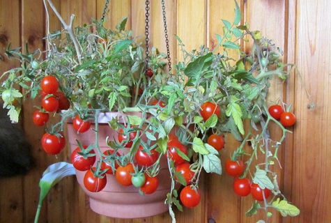 tomaat in een pot