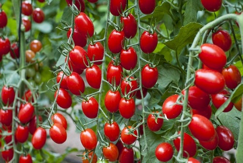 tomato berries