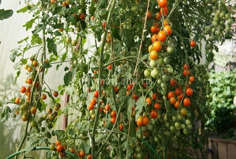 מבחר הזנים המתוקים ביותר של עגבניות לשטח פתוח ולחממות
