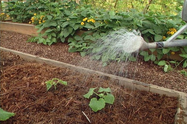 watering from a sprinkler