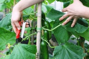 Hvordan knipe agurker i et drivhus riktig trinn for trinn